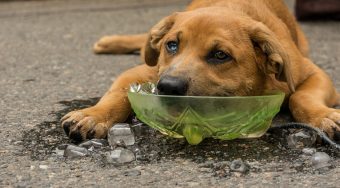 Dog Cools Head in Bucket of ice